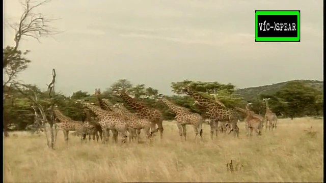Al Cuidado de la Naturaleza: Wouter y las Jirafas - Documental (1995) - Español Latino
