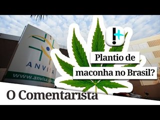 Anvisa vai votar plantio de maconha no Brasil