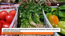 Clima frío impulsa la producción de verduras en Misiones_ precios caen en el Mercado concentrador