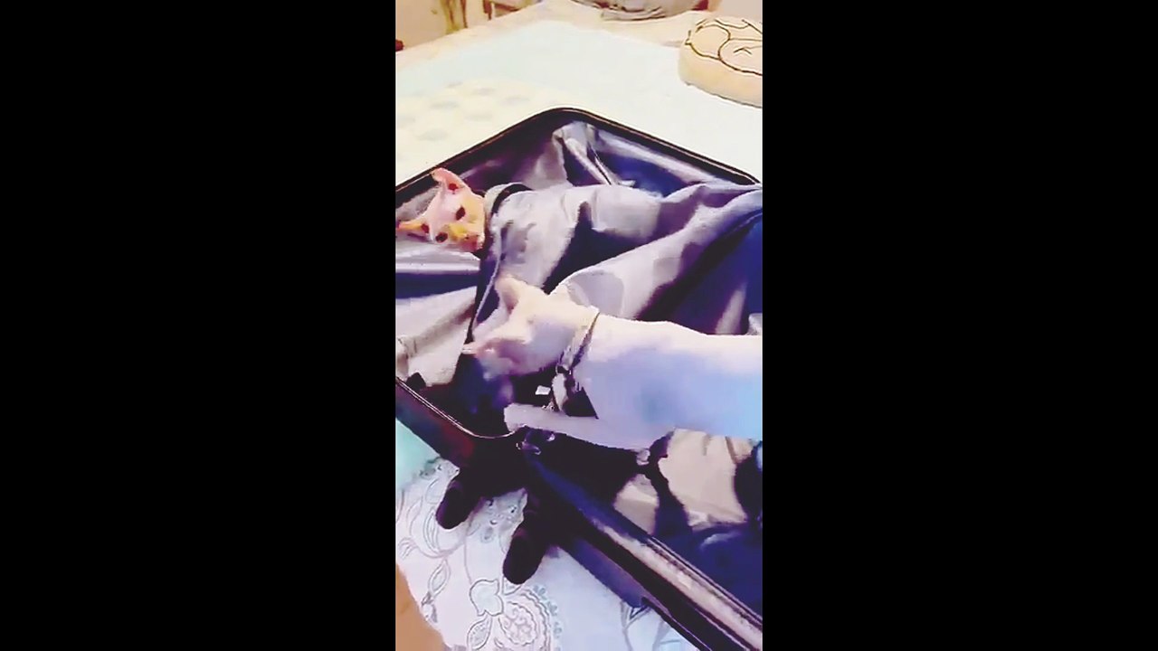 Cats and dogs funny video 😂🤣🤣