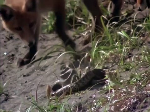 キタキツネ物語 - video Dailymotion