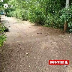 King Kobra #Cobra #attack #funnyanimal