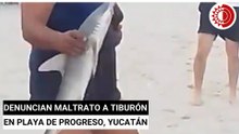 Denuncian maltrato a tiburón en playa de Progreso, Yucatán