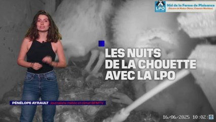LES NUITS DE LA CHOUETTE - Les chouettons ont bien grandi