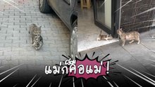 แม่ก็คือแม่ ! ไวรัลแม่แมวคาบลูกป่วยพาไปหาหมอ ชาวเน็ตแห่ชม “น่ารักเกินต้าน”