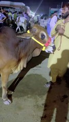 Pets Life #petslife #Viral #Funny #beauty