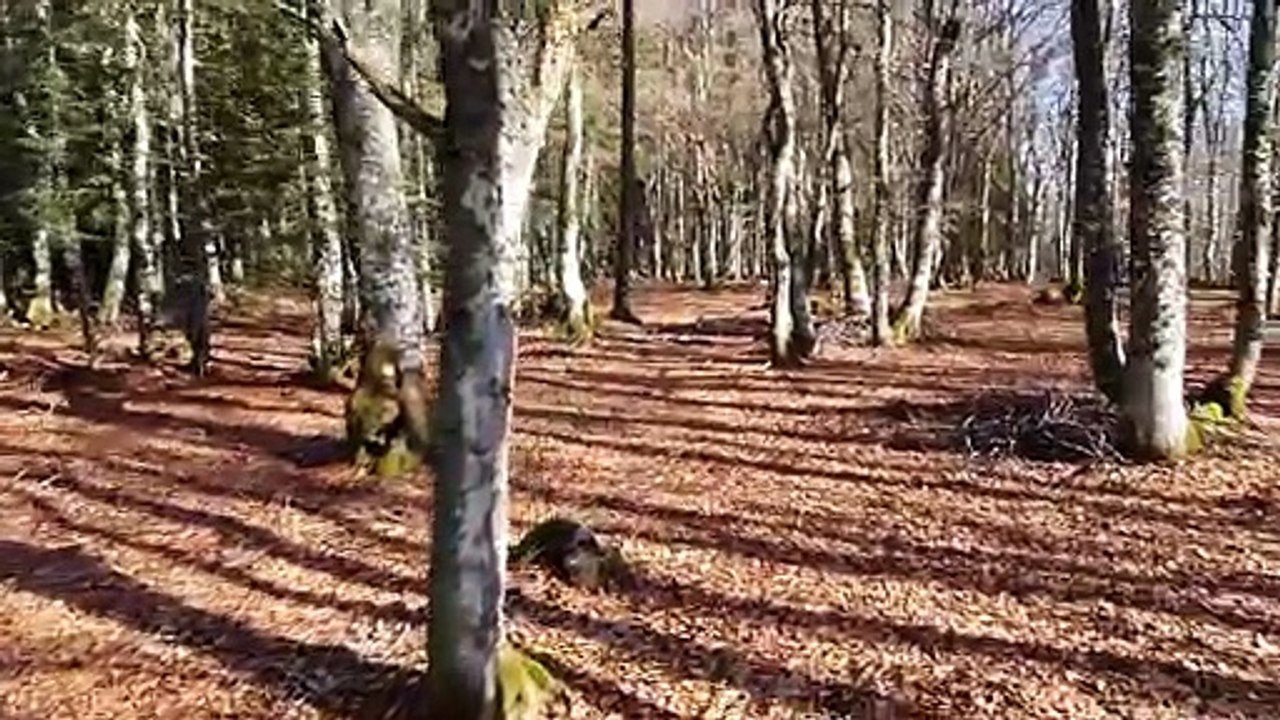 Mais où  est t'elle ?