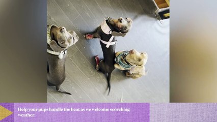 Advice for dogs to beat the heat