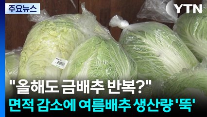 "올해도 금배추 반복?"...면적 감소에 여름배추 생산량 '뚝' / YTN