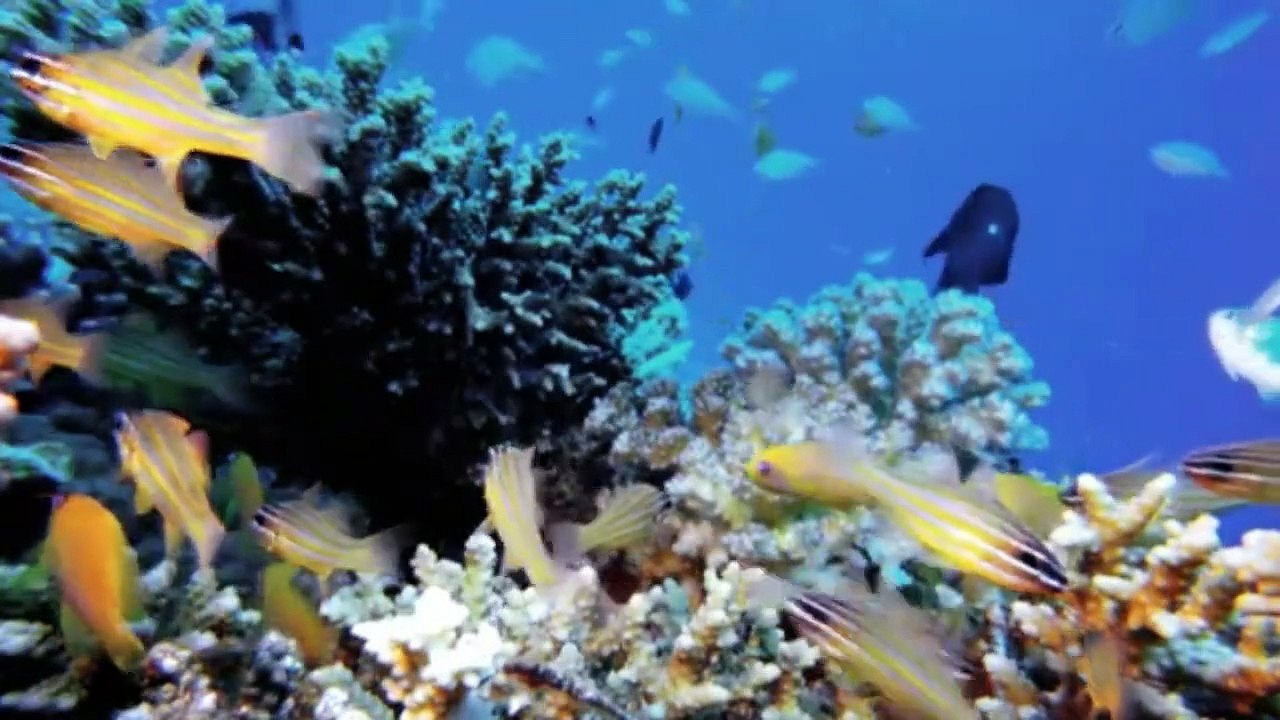 BENEATH THE OCEAN