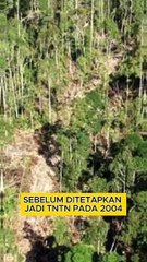 Di Balik Rusaknya Tesso Nilo: Klaim Adat, Jejak Izin Perusahaan dan Modus Hibah Lahan