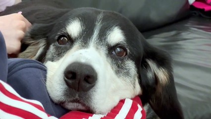 CONEXÃO ANIMAL N•23