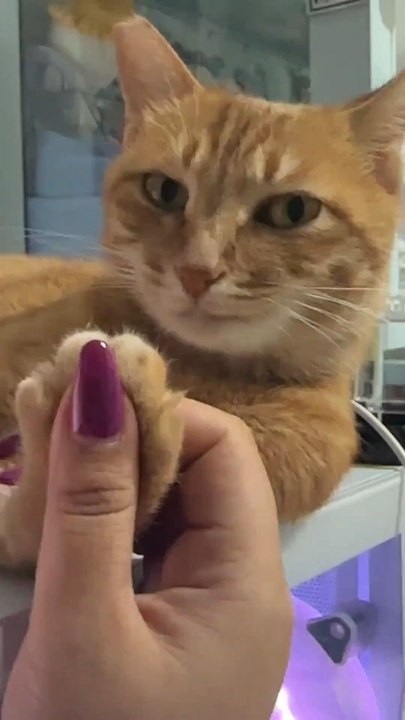 Kucing sigma atau bisa di panggil dalam bahasa inggris sigma cat
