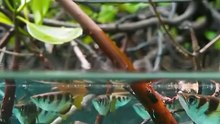 All video about birds life and hunting birds etc