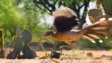 All video about birds life and hunting birds etc