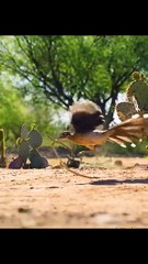 All video about birds life and hunting birds etc