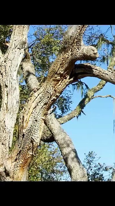 All video about birds life and hunting birds etc