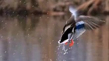 All video about birds life and hunting birds etc