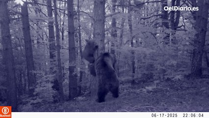 Medio Ambiente detecta el primer osezno nacido en Aragón en los últimos 50 años