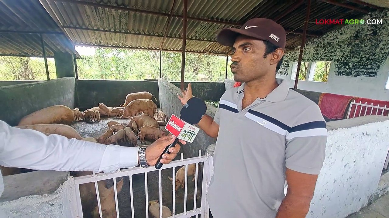 पुण्यातील हे शेतकरी एका वर्षात वराहपालनातून ३० लाखांचा निव्वळ नफा कसे कमावतात