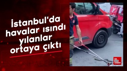 İstanbul'da havalar ısındı, yılanlar ortaya çıktı