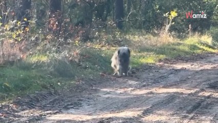 Extrem vernachlässigtes Tier irrt am Waldrand umher: Die Retter geben alles