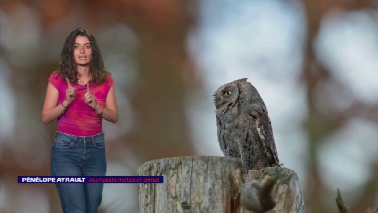 LES NUITS DE LA CHOUETTE - À la découverte du Petit-duc Scops, le plus petit de nos hiboux