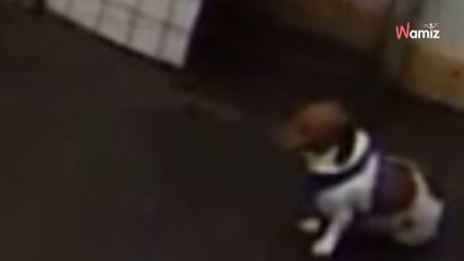 Frauchen lässt ihren Hund im Hort zurück: Beim Blick in die Überwachungskamera ist sie geschockt