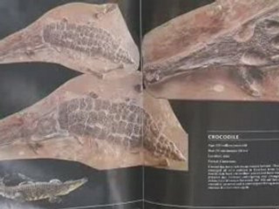 Why Evolution Is Not Valid Part 2