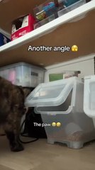 Cat Gets Caught for Secretly Eating Food