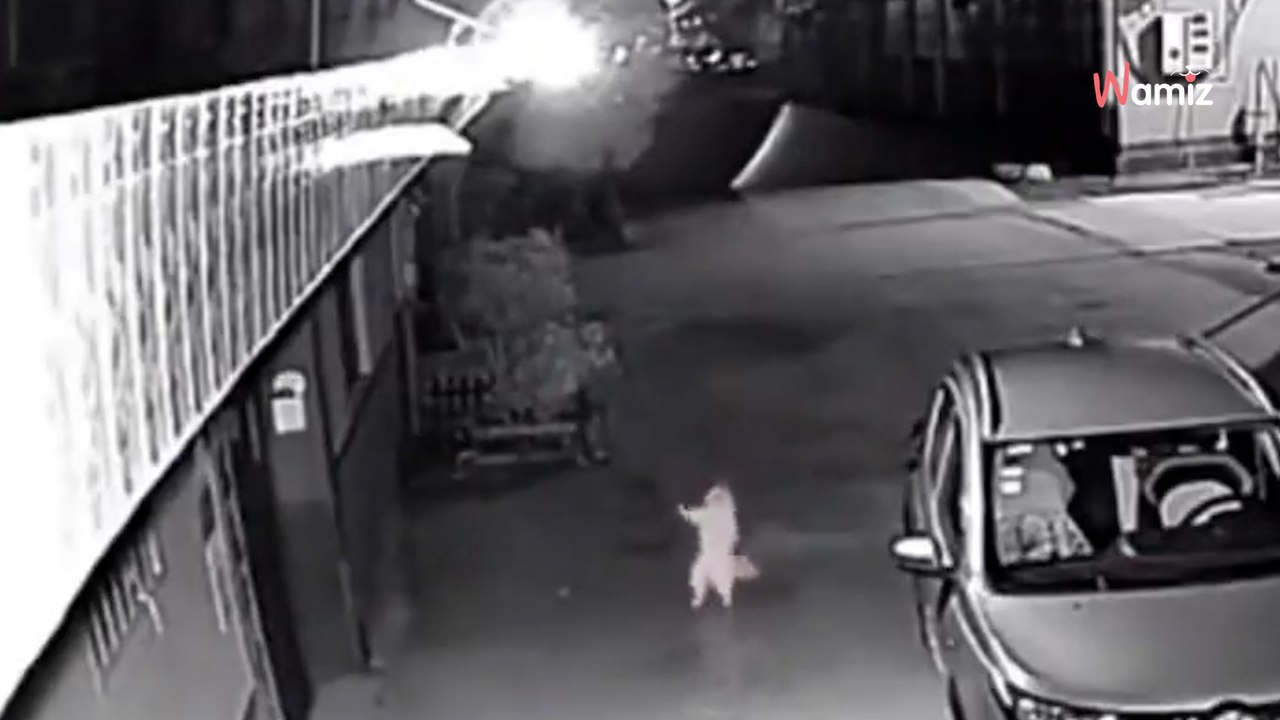 Unglaubliche Aufnahmen einer Überwachungskamera: Katze nachts beim Tanzen gefilmt