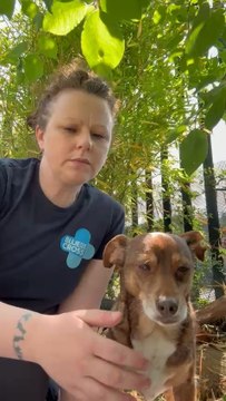 Tips from Blue Cross on how to keep pets cool during the heatwave