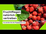 Fruchtfliegen natürlich vertreiben: So werden Sie die Plagegeister los
