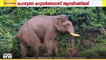 വയനാട് പൊഴുതന കറുവൻതോട് കാട്ടാന ഇറങ്ങി; കൃഷി നശിപ്പിച്ചു