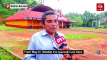 Meet Mayura, The Peacock That Turns Heads At This Temple In Mangaluru