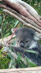 CONEXÃO ANIMAL N•18