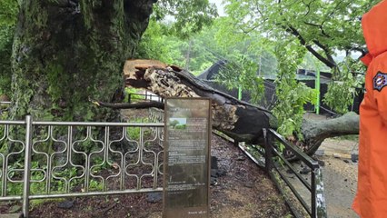 경기 고양시 폭우에 500년 된 느티나무 부러져 / YTN