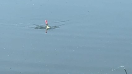 Boy thinks he hooked a fish but ends up reeling in a sneaky frog
