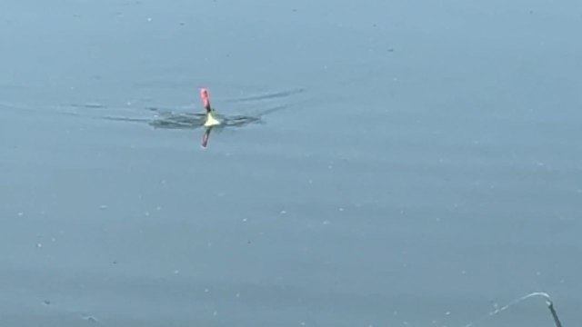 Boy thinks he hooked a fish but ends up reeling in a sneaky frog