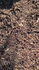 Kangaroo tales only in Australia o