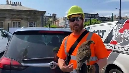 Harris Hawk protects Scarborough Railway Station