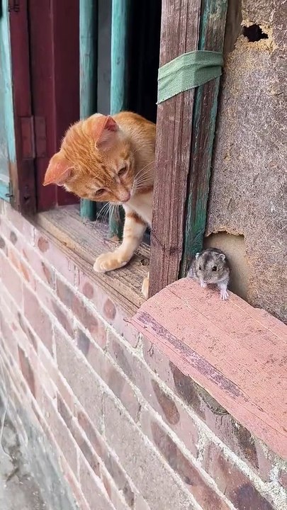Cat 😺#gaming#for You program