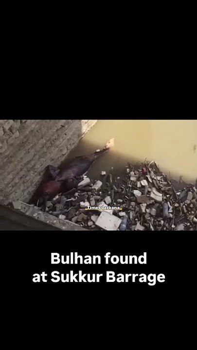 Indus River Dolphin Found Dead at Sukkur Barrage: Is the Indus Drying Up? 🇵🇰