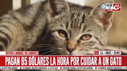 Tentadora oferta laboral: pagan 85 dólares para cuidad un gato