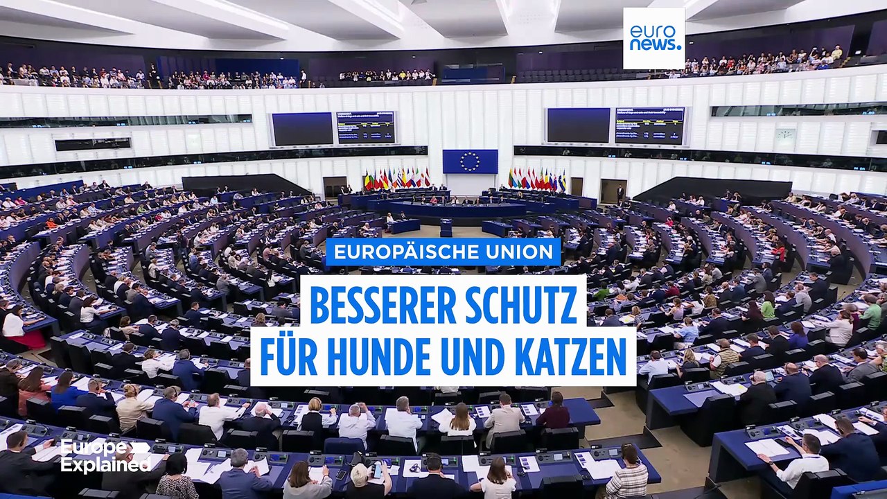 EU plant Mikrochip-Pflicht für alle Katzen und Hunde