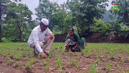 ना रोप लावणी, ना नांगरट; टोकन पद्धतीने लावलेला भात जोरात!