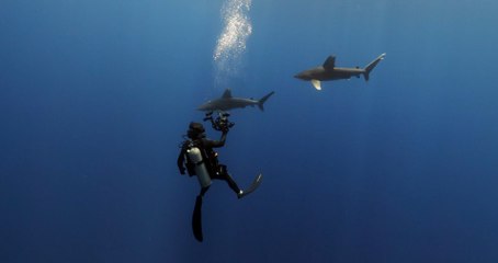 Gerardo del Villar interactuando con tiburones en el océano