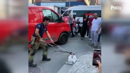 İstanbul’da yılan alarmı! Uzman isim tehlikede olan 7 ilçeyi açıkladı