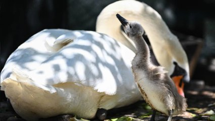 Kuğulu Park’ta 15 yıl sonra ilk kez beyaz kuğu doğdu