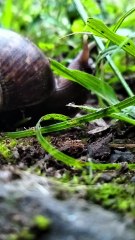 BEKICOT MAKAN RUMPUT